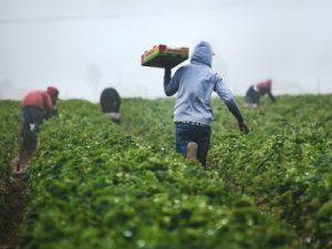 People - Farmer
