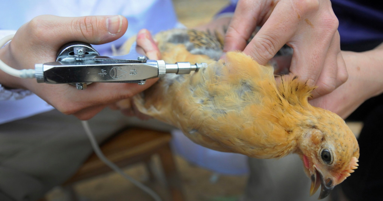 Animal Health