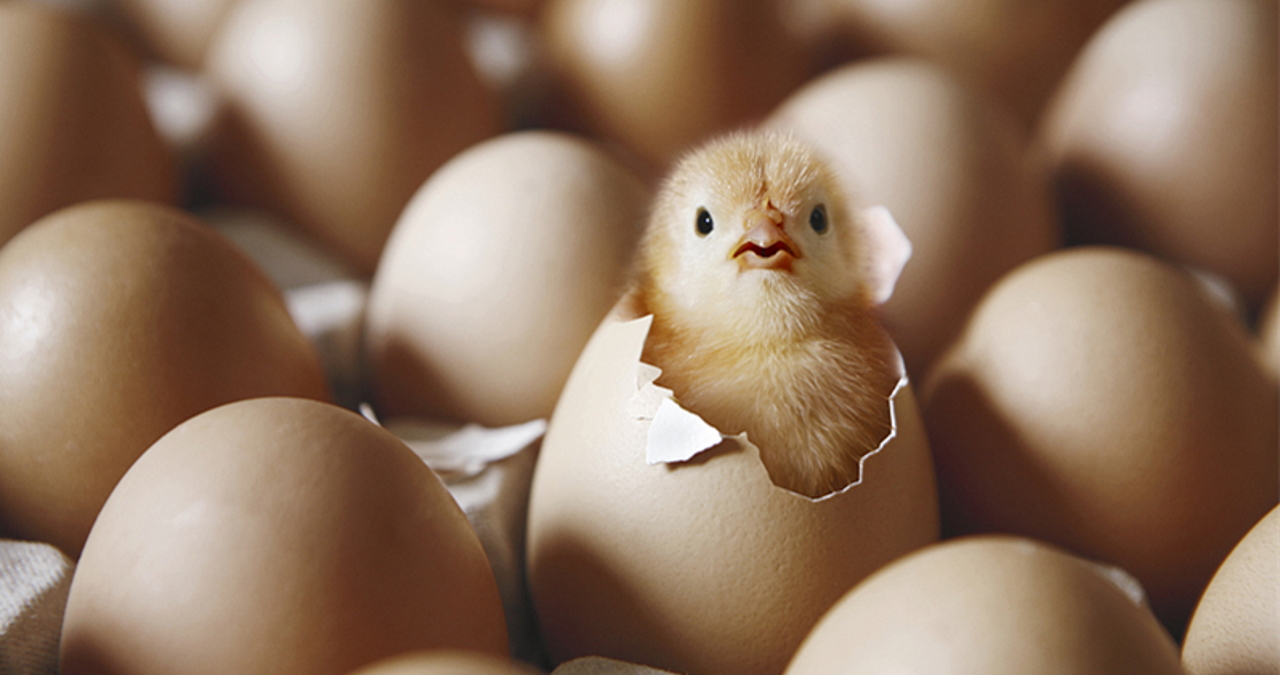Egg