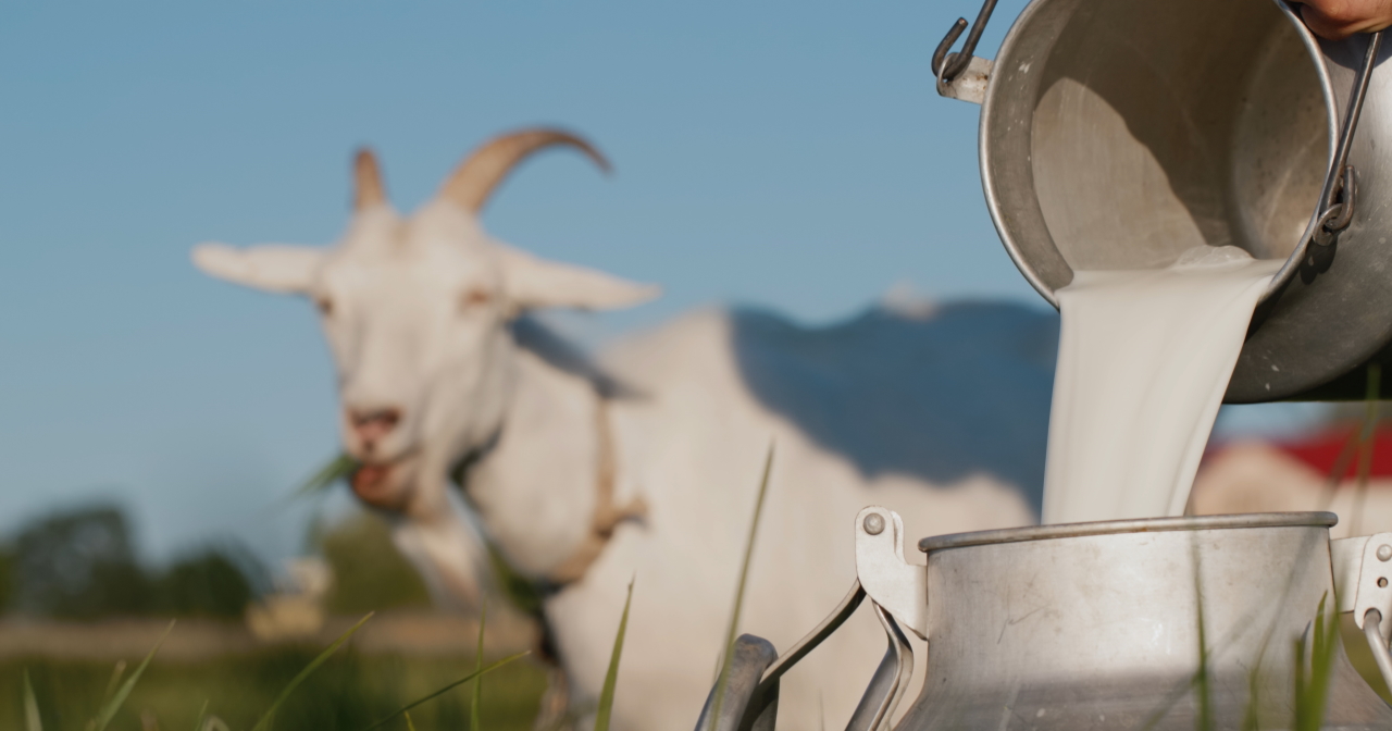 Livestock