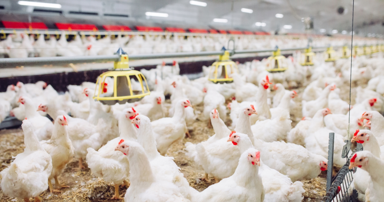 Poultry